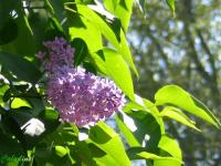 Lumière de lilas