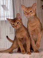 Abyssins