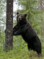 Ours brun