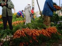 Le souk les carottes