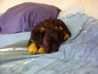 Petit rocket