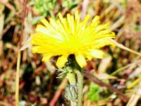 Fleur du plaqueminier