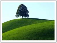 Arbre 1
