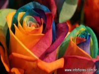 Flor 7