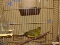 Canari