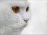 Blanc et blanc