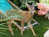 Un abricot pour Bambi