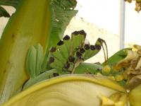 Banana no tropical