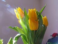Tulipes d'or...