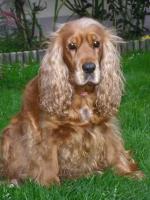 Tosca