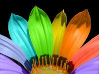 Petalos