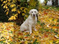 Golden boréale