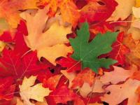 Les feuilles mortes