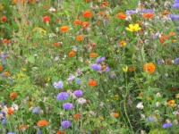 Prairie alpine