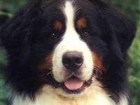 Mon chien préféré