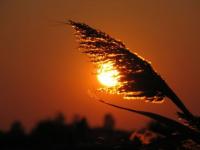 Le coucher du plumeau