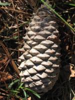 Landes : sortie en forêt