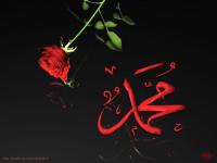 Une rose rouge