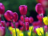 Tulipanes 3