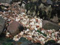 Les coquilles