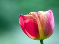 Printemps !