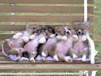 Quintuple sieste