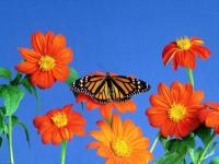 Mariposa 4