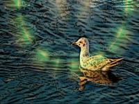 Mouette lunaire