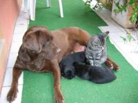 S'entendre comme chien et chat
