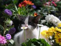 Chat et fleurs