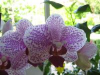 Orchidée rose et blanche
