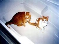 Monmine et sleepy dans le bain
