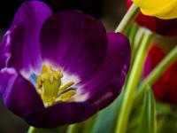 Printemps ! (2)