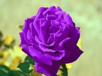 Rosa morada