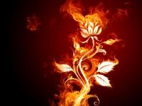 Flor de fuego