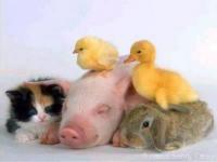 Mes petits amis