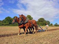 Agriculture d'avant (2)