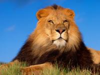 Le Roi des animaux