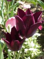 Tulipas