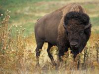 Un vieux bison