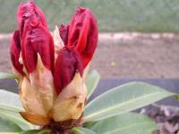 Bouton de rhododendron