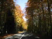 Quelle belle forêt
