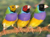 Pajaritos exoticos