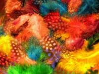 Plumes colorées