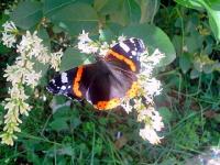 Le printemps papillon