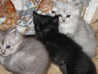 TROIS FRERES