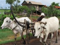 Cambodge