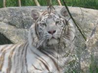 Tigre blanc Zoo Amnéville