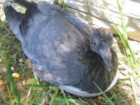 Sauvetage d'un pigeoneau