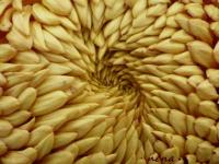 Au coeur du chrysanthème